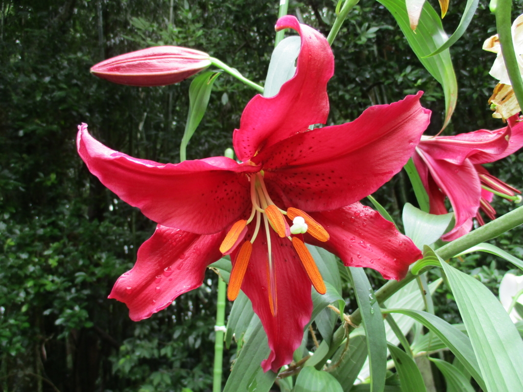 まつこの庭 のユリの花 まつこの庭