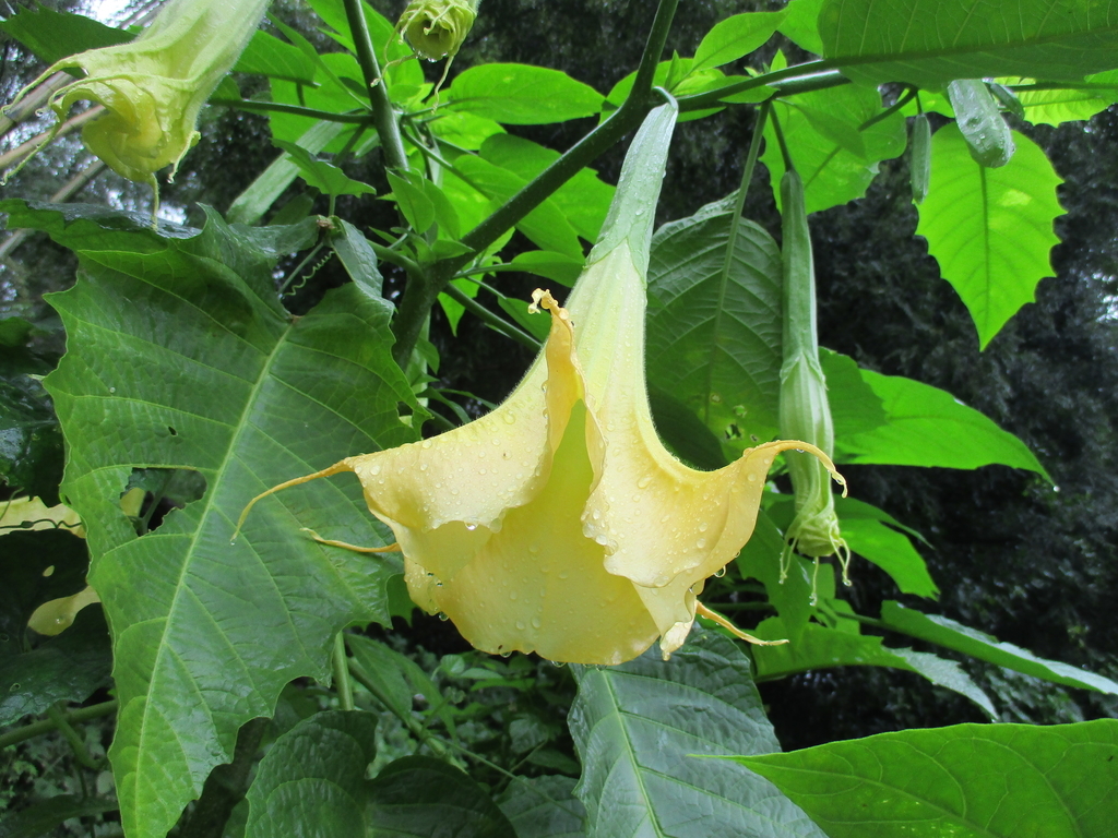 まつこの庭 のエンゼルトランペット まつこの庭