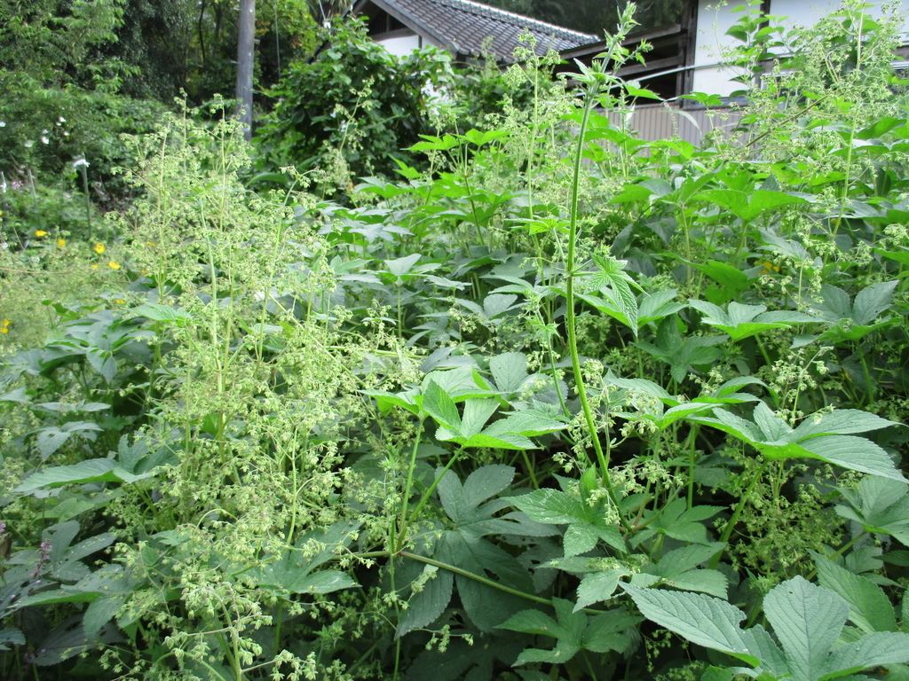 まつこの庭 の困ったツル植物たち まつこの庭