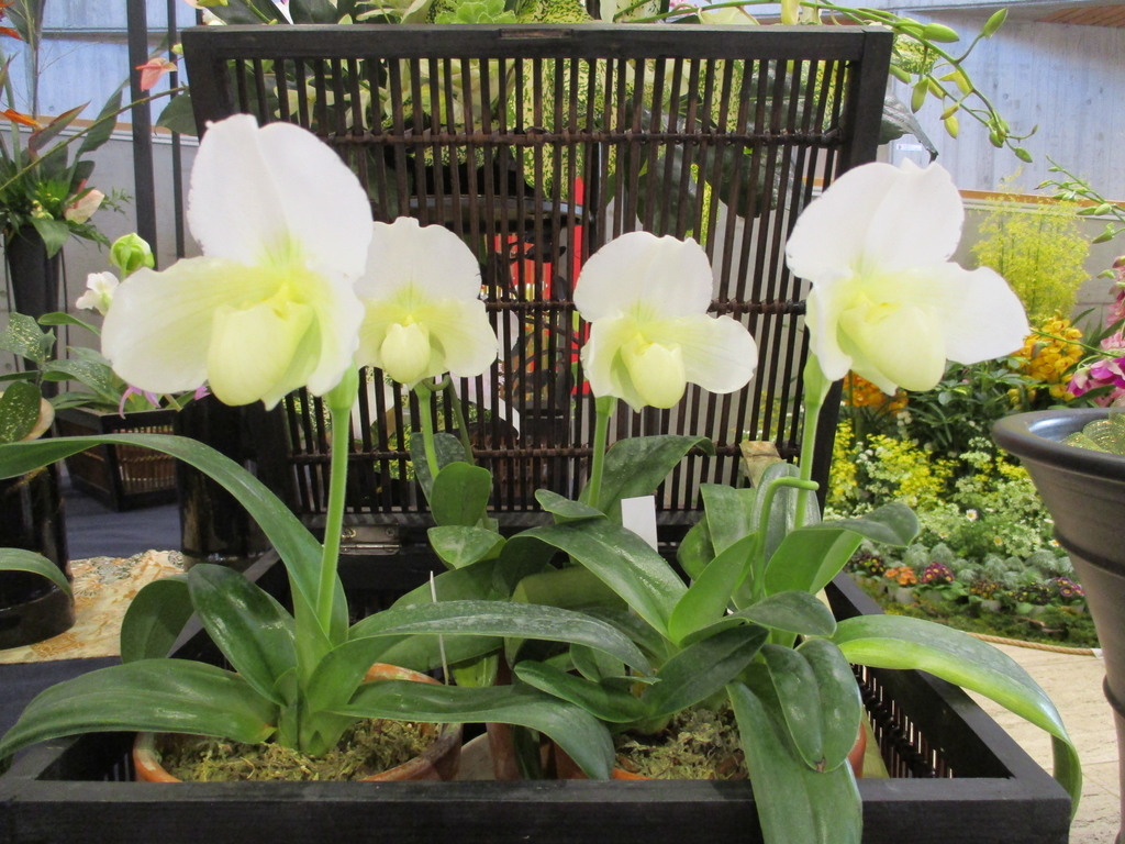 f:id:myuu-myuu:20190129142939j:plain