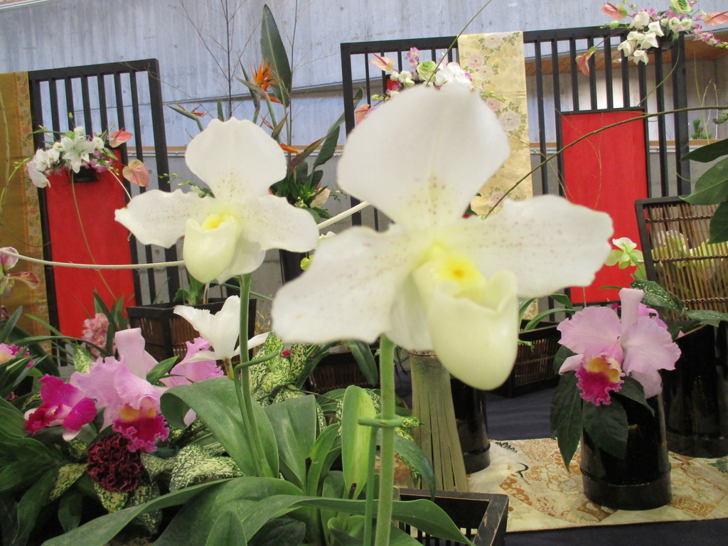 f:id:myuu-myuu:20190129143145j:plain