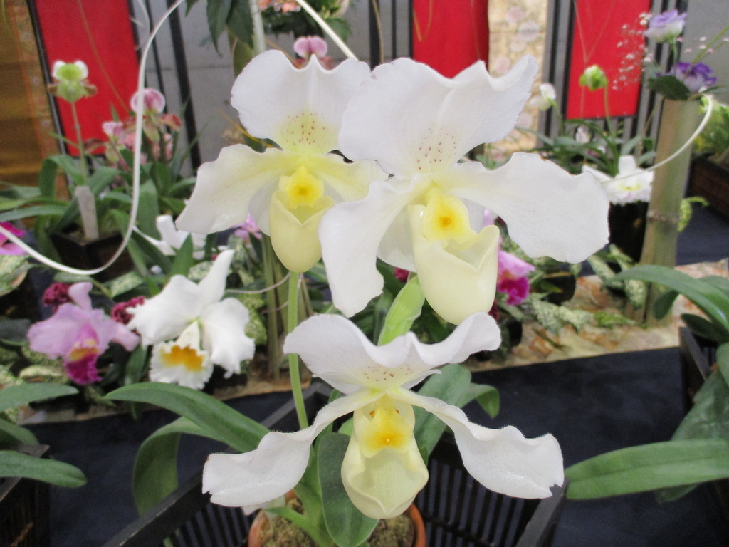 f:id:myuu-myuu:20190129143237j:plain