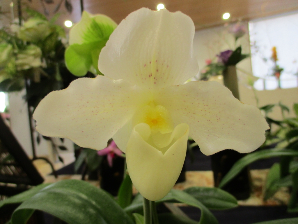 f:id:myuu-myuu:20190129143724j:plain f:id:myuu-myuu:20190129143724j:plain