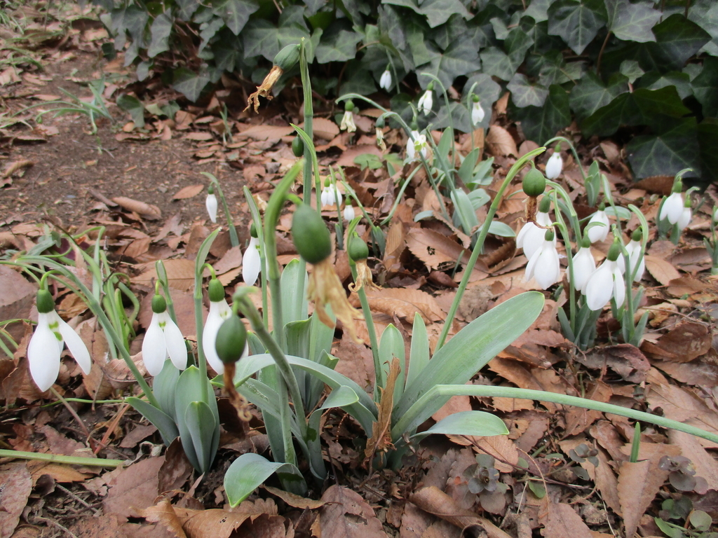 f:id:myuu-myuu:20190129144250j:plain f:id:myuu-myuu:20190129144250j:plain