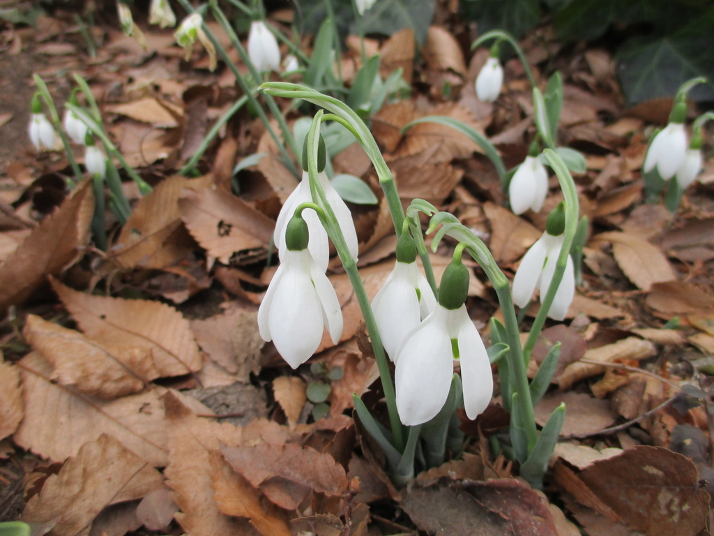 f:id:myuu-myuu:20190129144314j:plain f:id:myuu-myuu:20190129144314j:plain