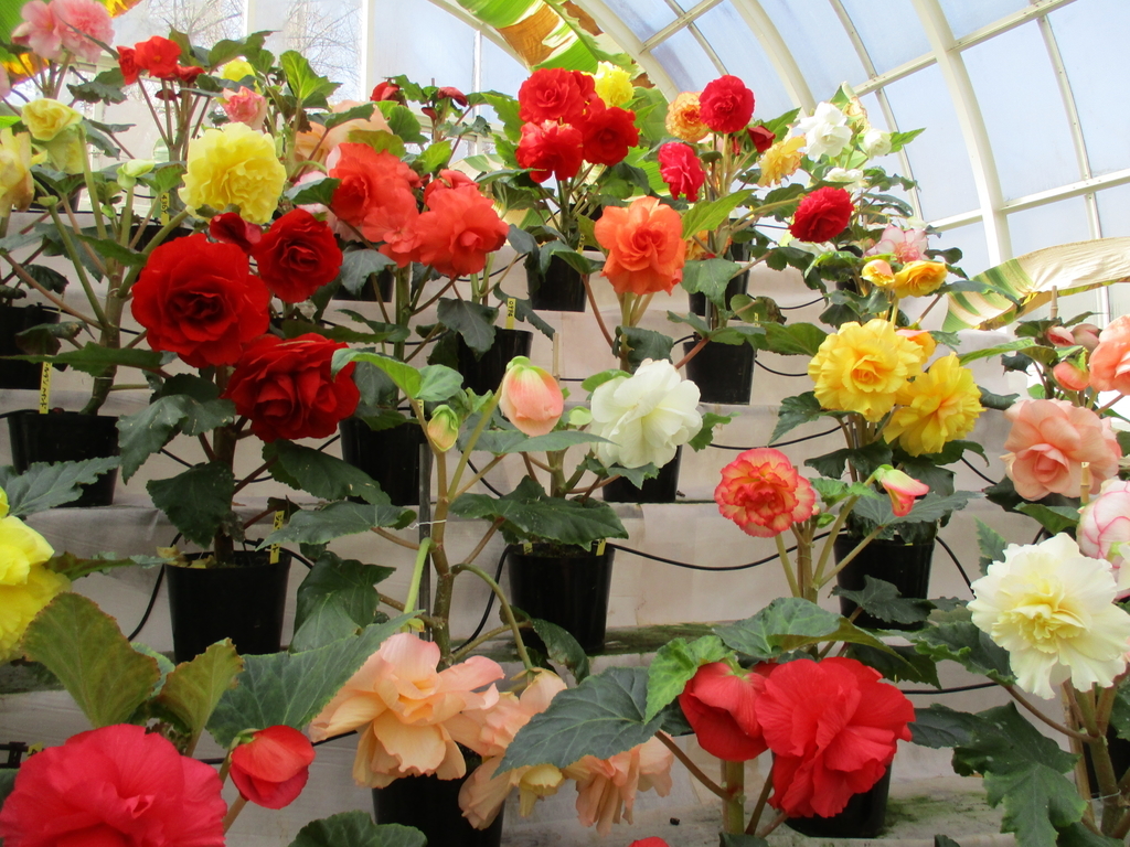 f:id:myuu-myuu:20190129144511j:plain f:id:myuu-myuu:20190129144511j:plain