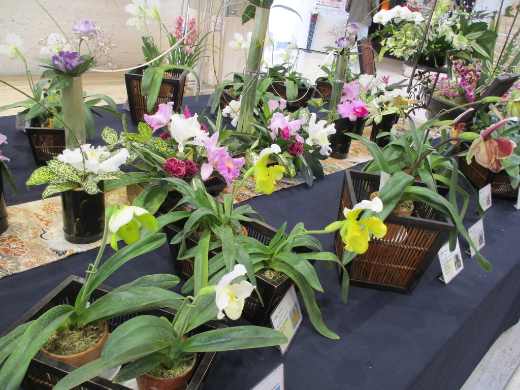 f:id:myuu-myuu:20190129145213j:plain f:id:myuu-myuu:20190129145213j:plain