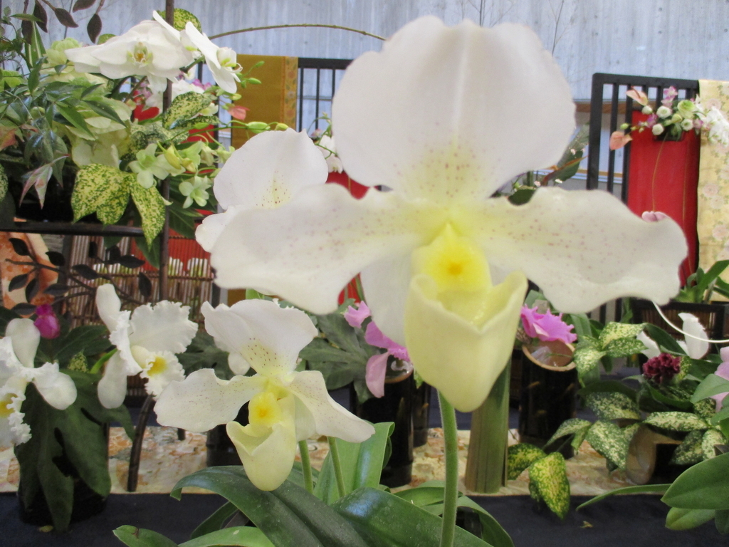 f:id:myuu-myuu:20190129145928j:plain f:id:myuu-myuu:20190129145928j:plain