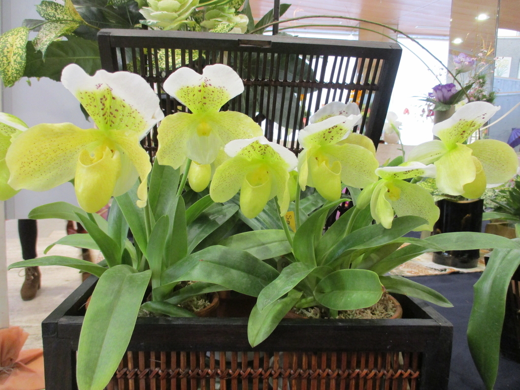 f:id:myuu-myuu:20190129150138j:plain