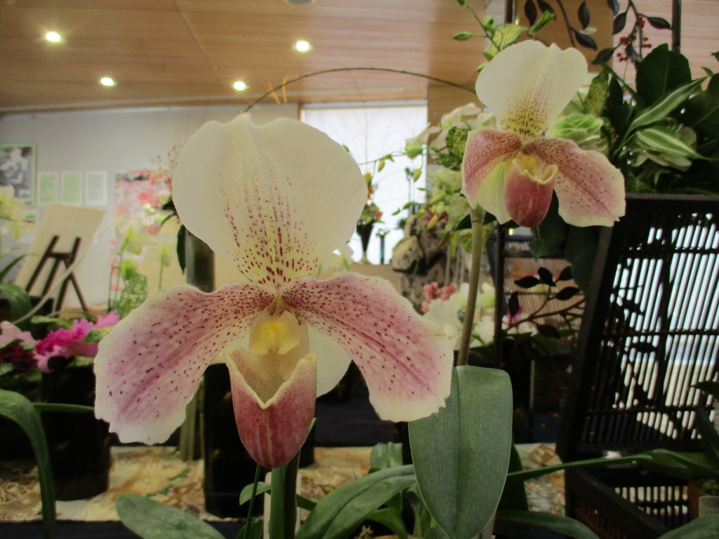 f:id:myuu-myuu:20190129150242j:plain f:id:myuu-myuu:20190129150242j:plain