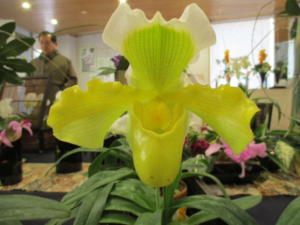 f:id:myuu-myuu:20190129150816j:plain f:id:myuu-myuu:20190129150816j:plain