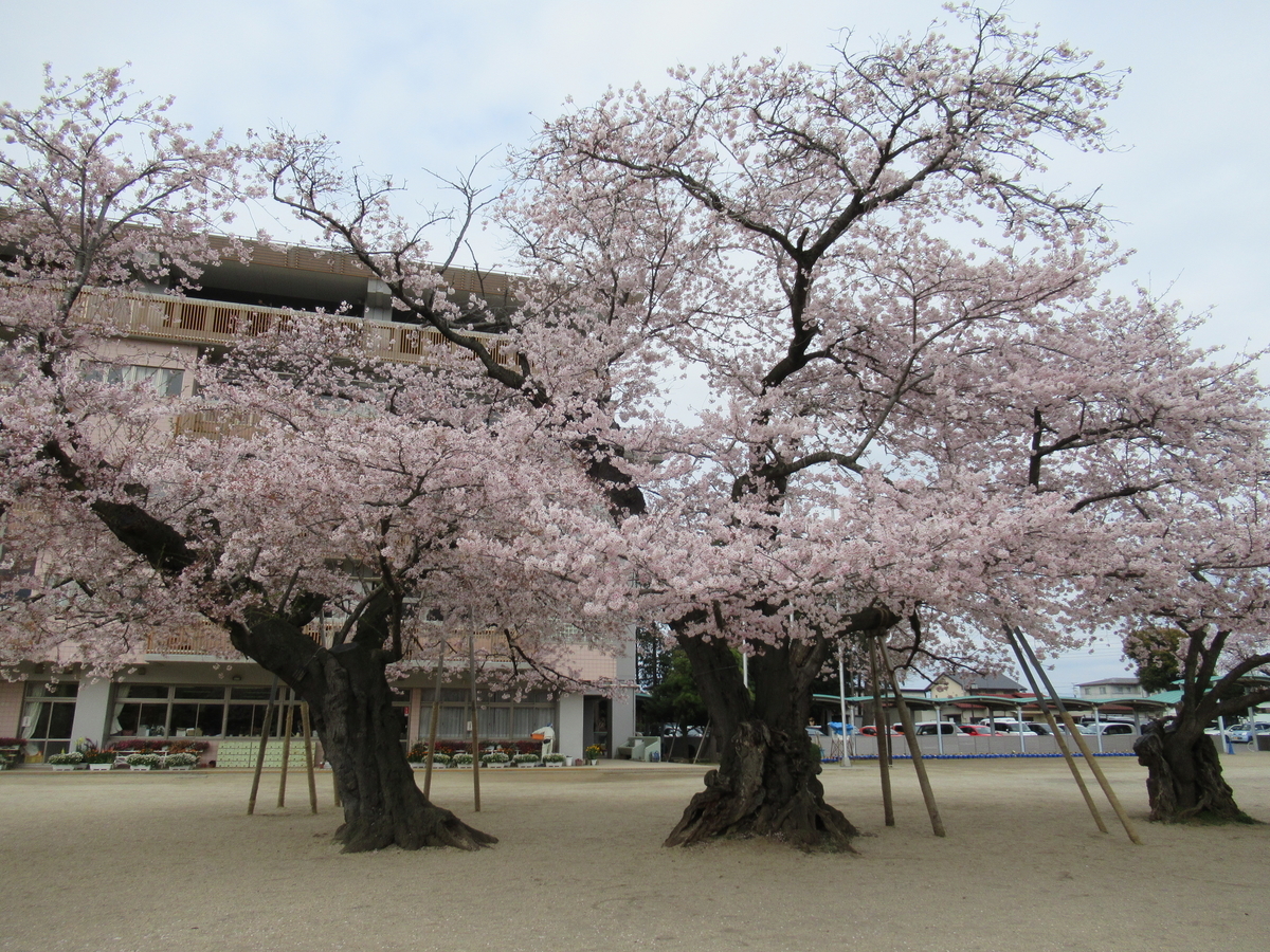 桜を見に ３ 真鍋小学校の桜 まつこの庭