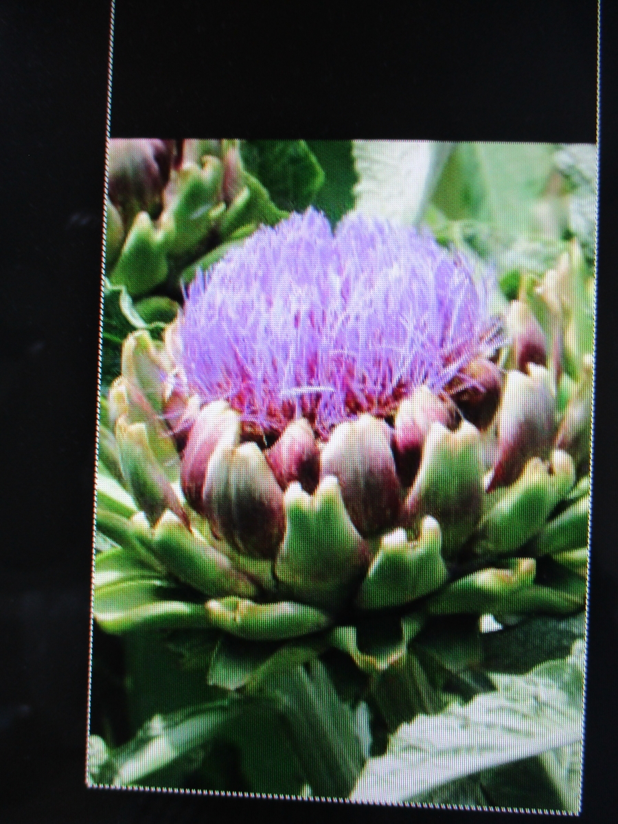 ドライフラワー用 アーティチョークカット アーティーチョークミニ |プリザーブドフラワー ドライフラワー 花材 小分け ナチュラルインテリア シンプル  手作り ハンドメイド ハーバリウム 男前インテリア, image size:900x1200