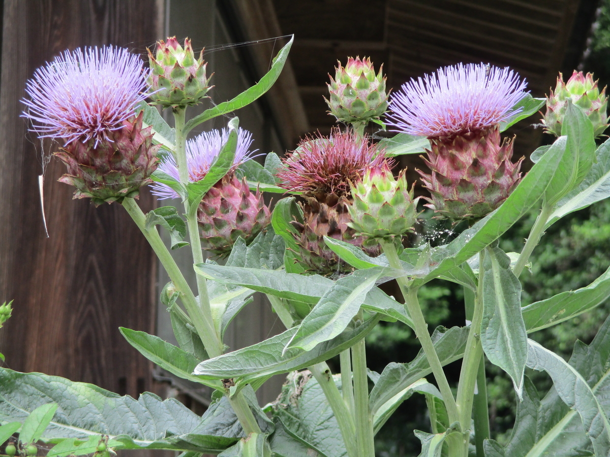 カールドン - まつこの庭, image size:1200x900