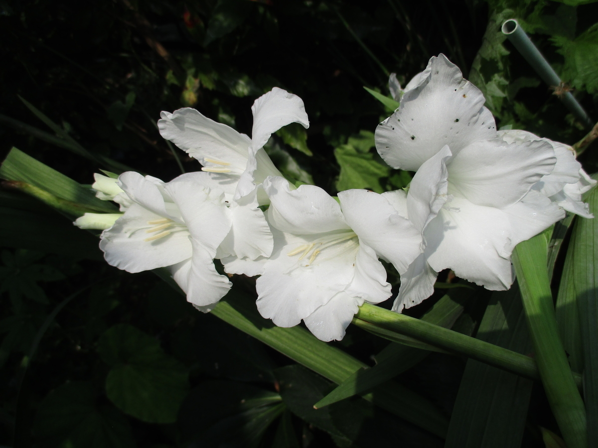 夏の花（4） - まつこの庭