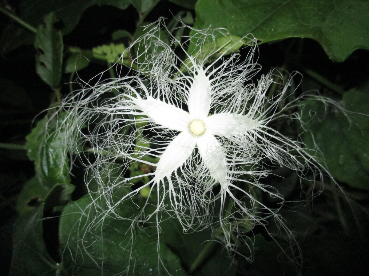 カラスウリの花 - まつこの庭