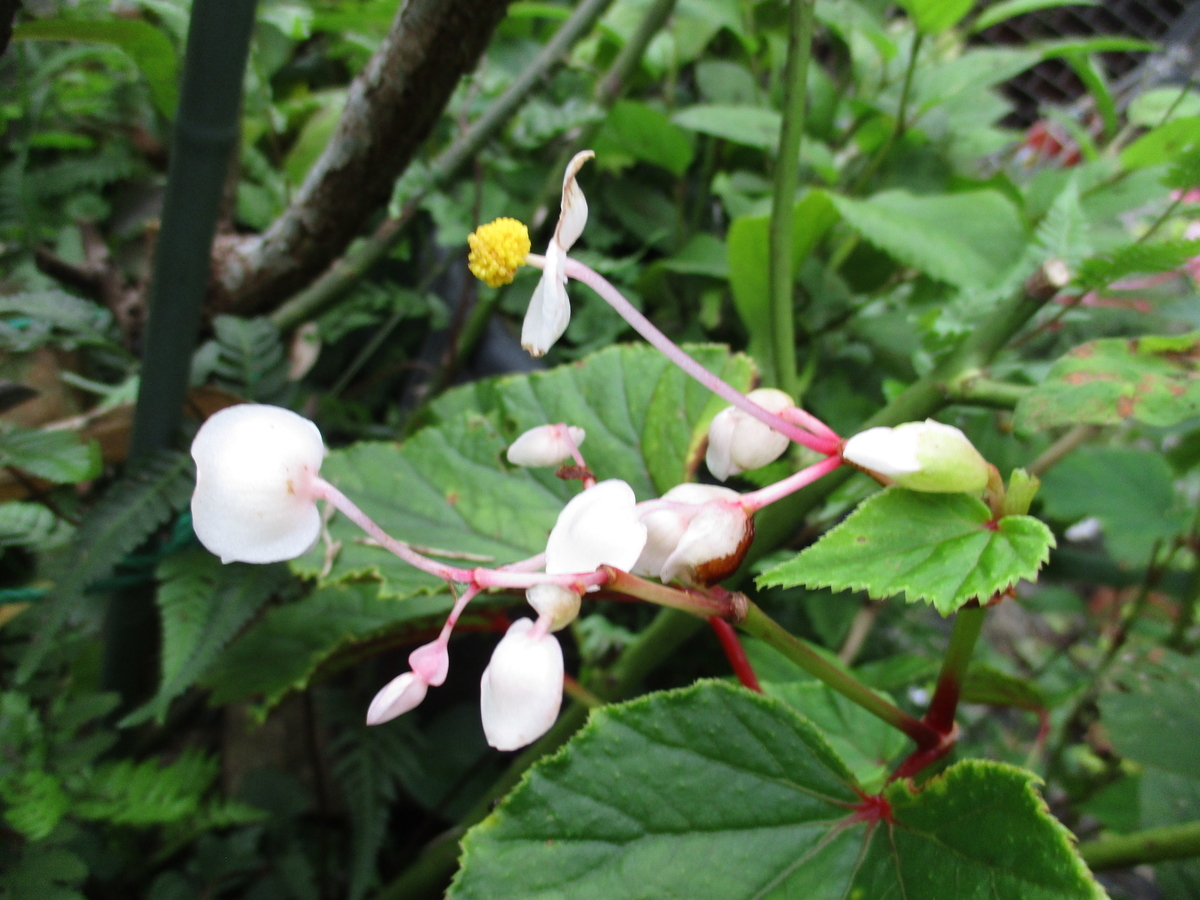 山野草　超希少純白花　エゾツツジ　D 四季の山野草（シロタエ）