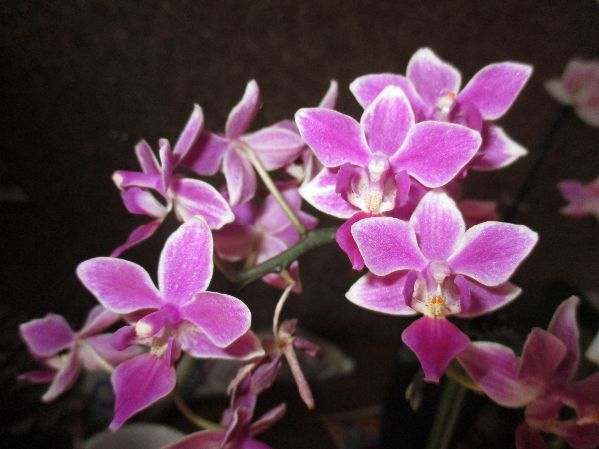 f:id:myuu-myuu:20190924190952j:plain