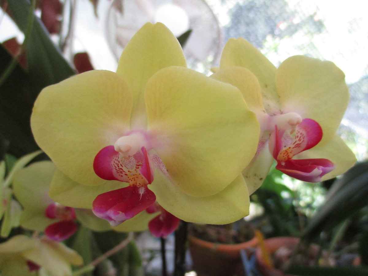 f:id:myuu-myuu:20190924192010j:plain