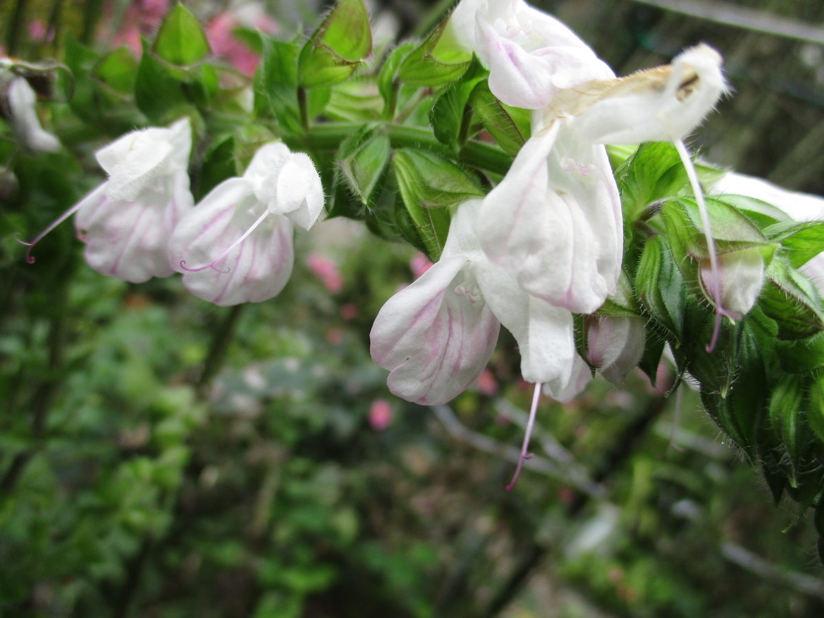 秋の花 １ まつこの庭