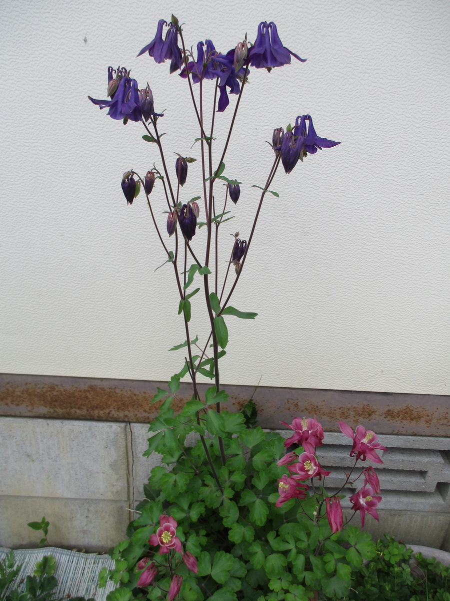 f:id:myuu-myuu:20200511173306j:plain