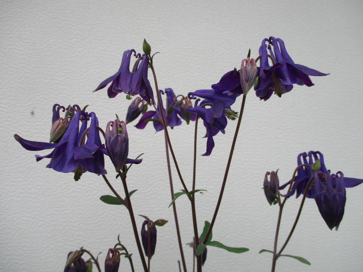 f:id:myuu-myuu:20200511173433j:plain f:id:myuu-myuu:20200511173433j:plain