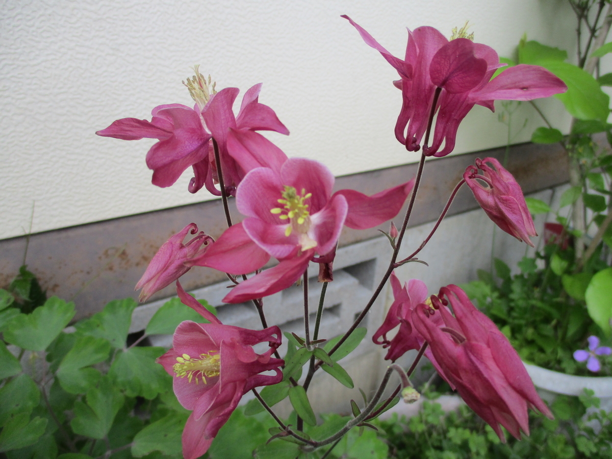f:id:myuu-myuu:20200511173508j:plain f:id:myuu-myuu:20200511173508j:plain