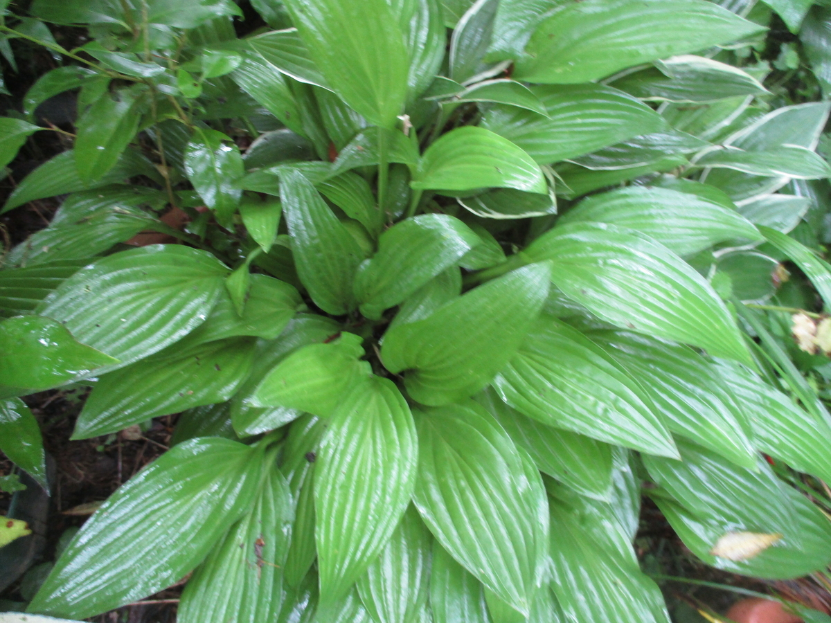 ギボウシ　　きくりんさん‼️ ギボウシ きくりんさん‼️