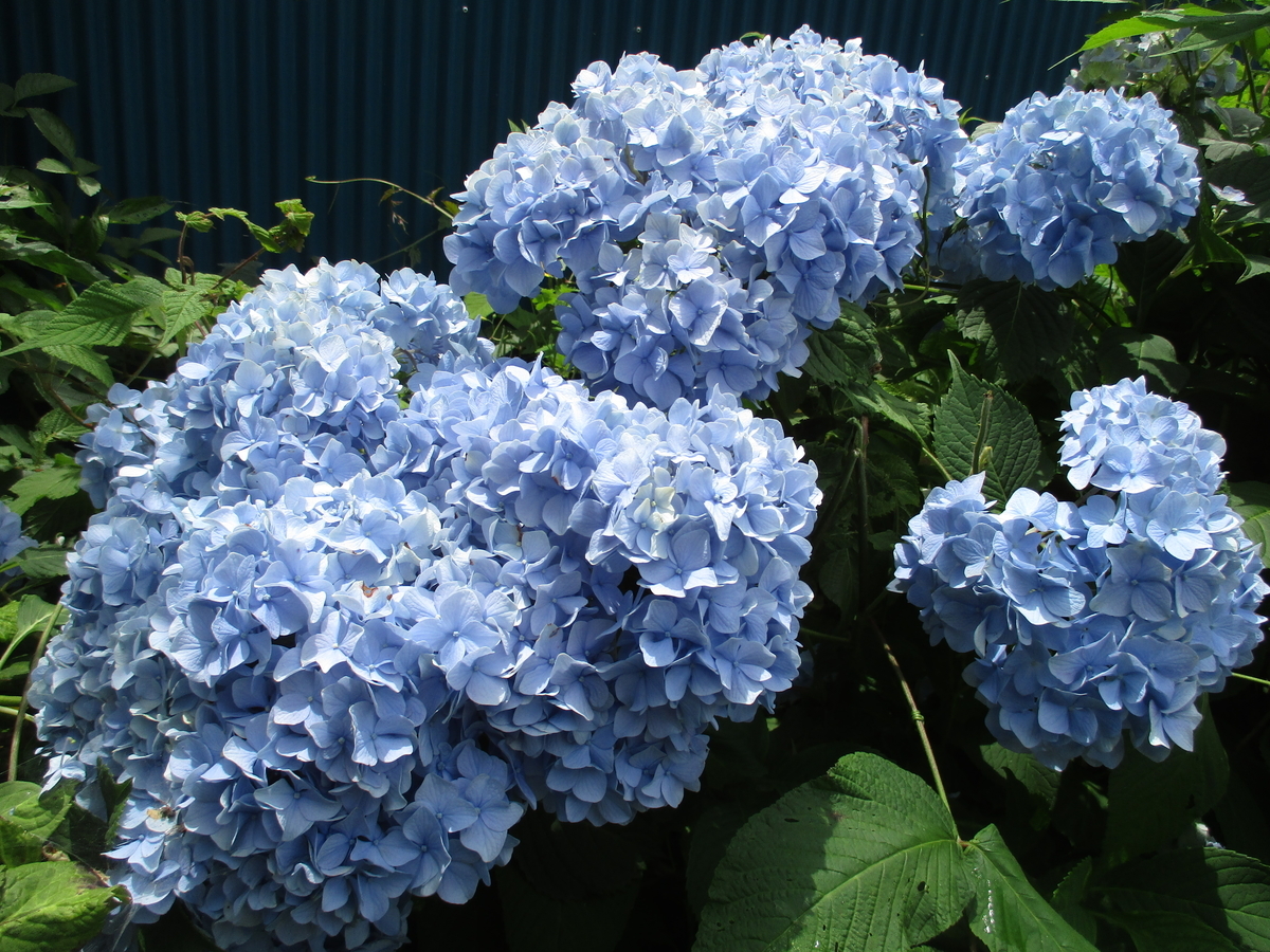 アジサイ まつこの庭