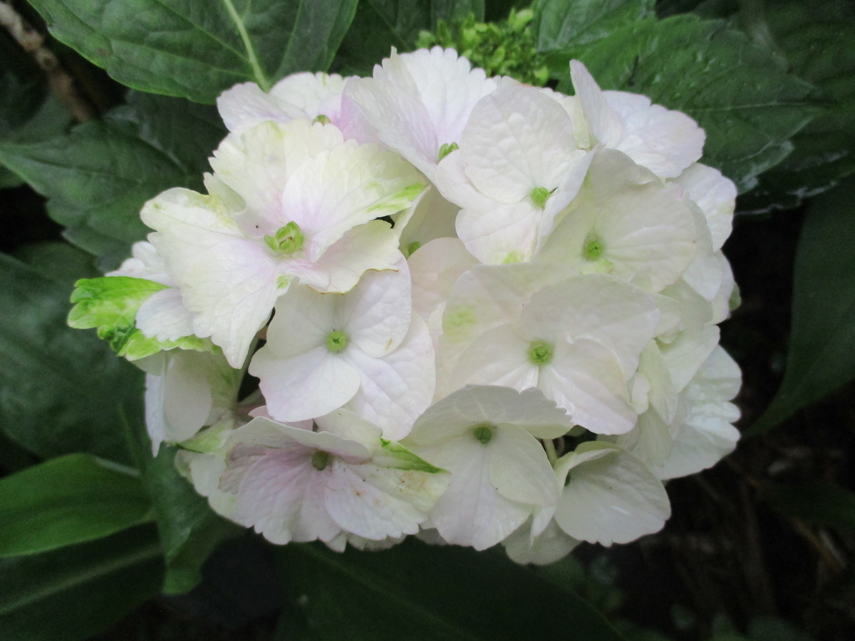 アジサイ まつこの庭