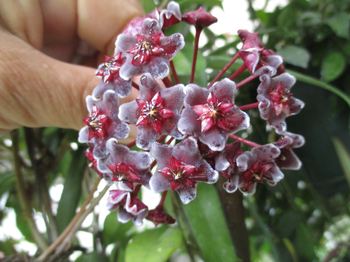 ホヤの6回目の開花シーズン - まつこの庭