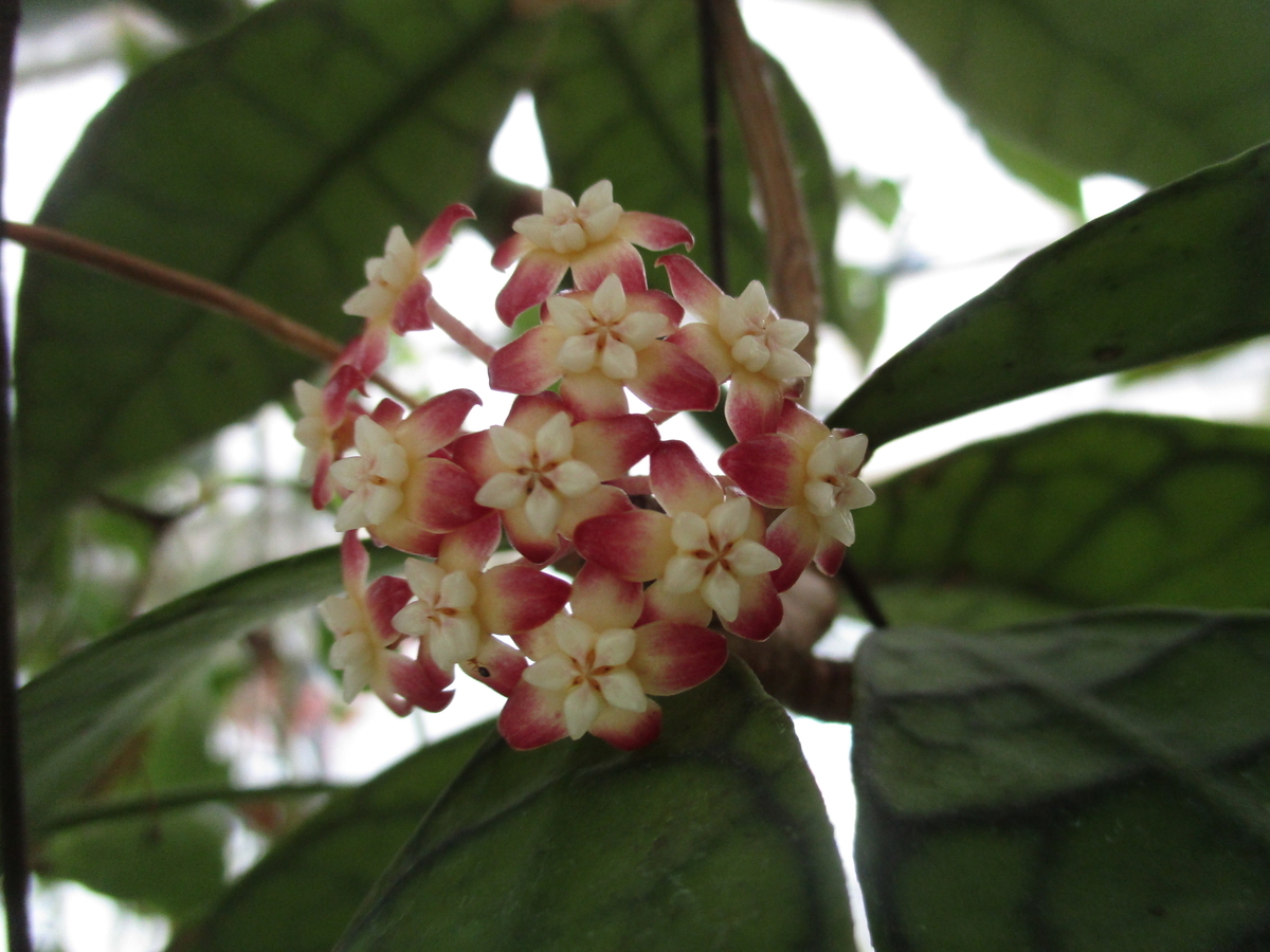 ホヤの６回目の開花シーズン まつこの庭
