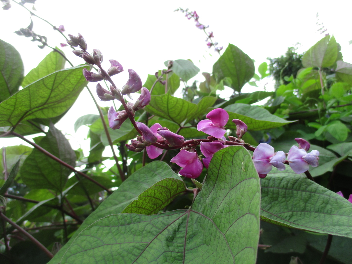 グリーンカーテン 2 フジマメ まつこの庭 グリーンカーテン 2 フジマメ まつこの庭