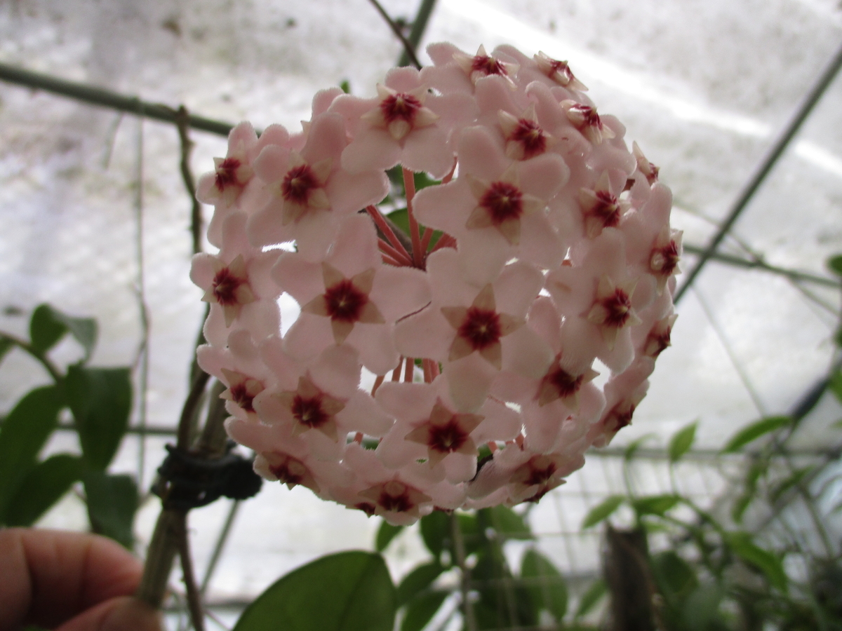 7回目のホヤの開花シーズン - まつこの庭