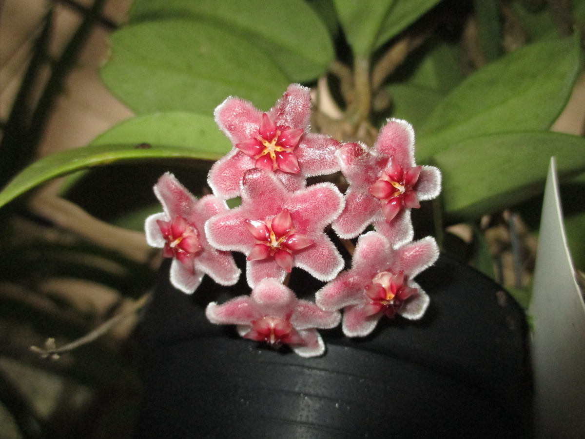 7回目のホヤの開花シーズン - まつこの庭