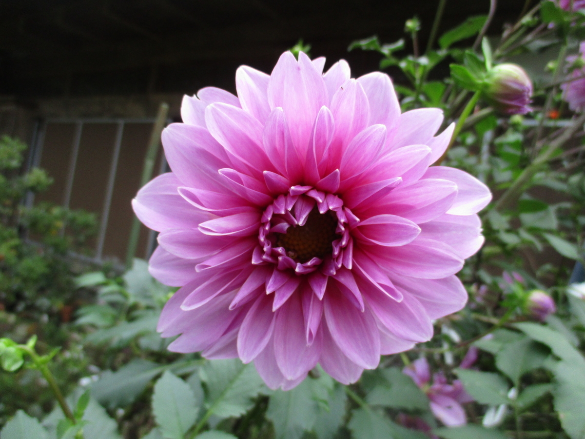 皇帝ダリア 皇帝ダリア3.5号ポット3種セット の通販 | 園芸ネット
