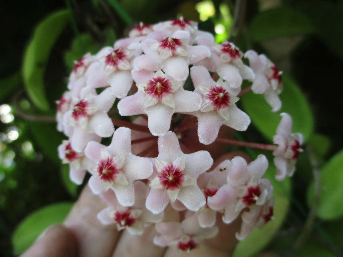 今年最後のホヤの花 まつこの庭 今年最後のホヤの花 まつこの庭
