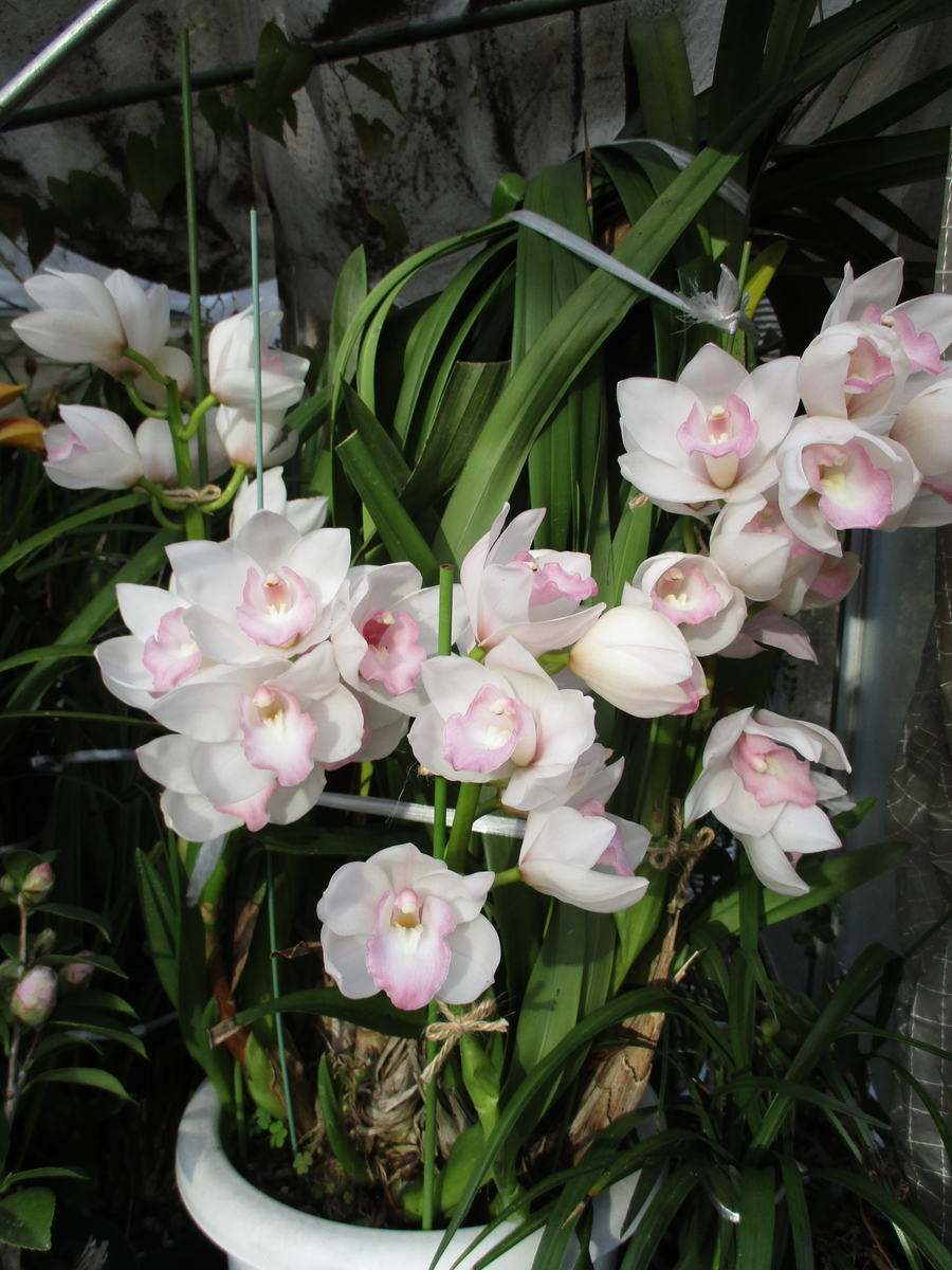 ☆シンビジューム☆マリー・ローランサン☆ストレート型☆8号鉢☆3F☆入手困難☆ ☆シンビジューム☆マリー・ローランサン☆ストレート型☆8号鉢☆3F☆