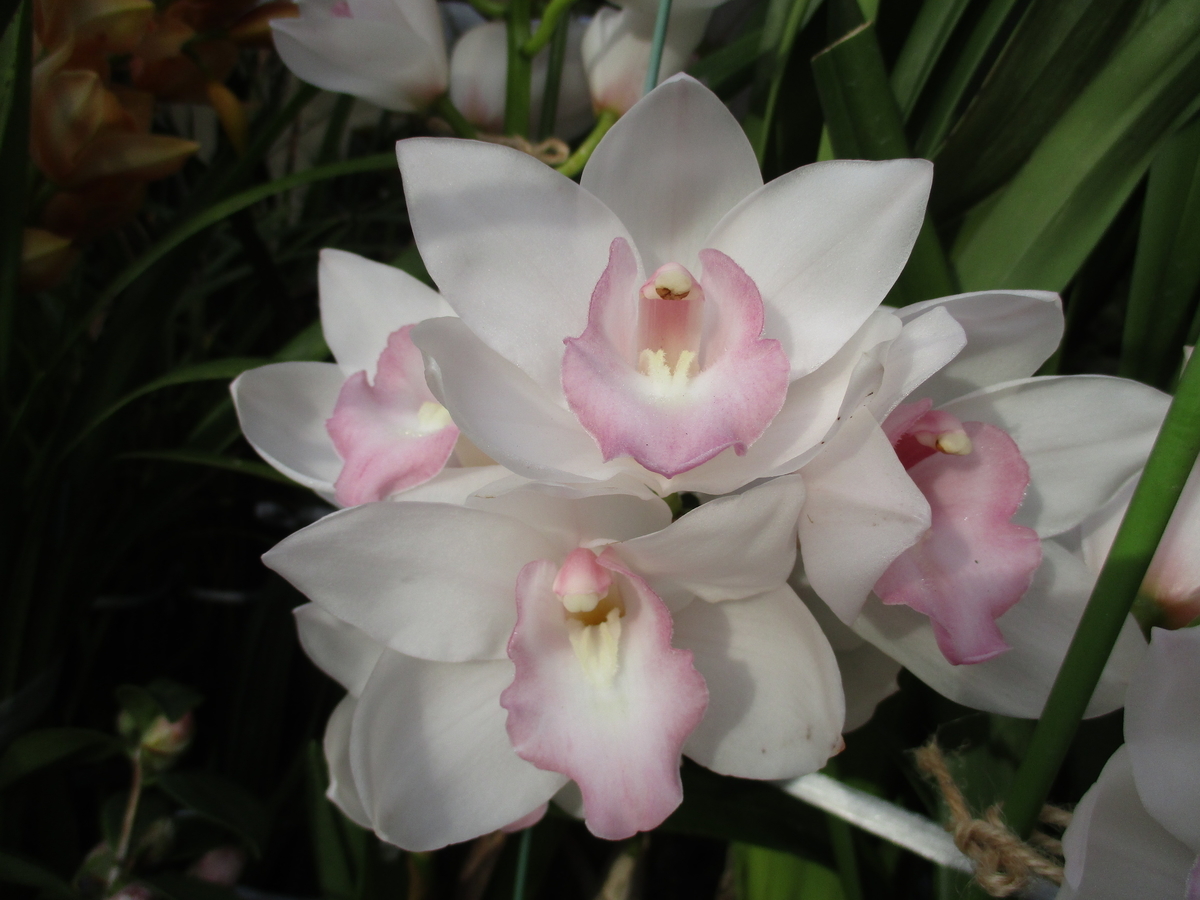 冬のラン（4）マリーローランサン - まつこの庭