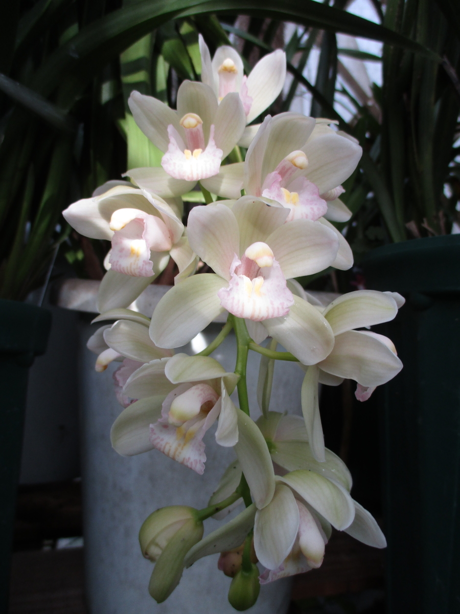 冬のラン（4）マリーローランサン - まつこの庭