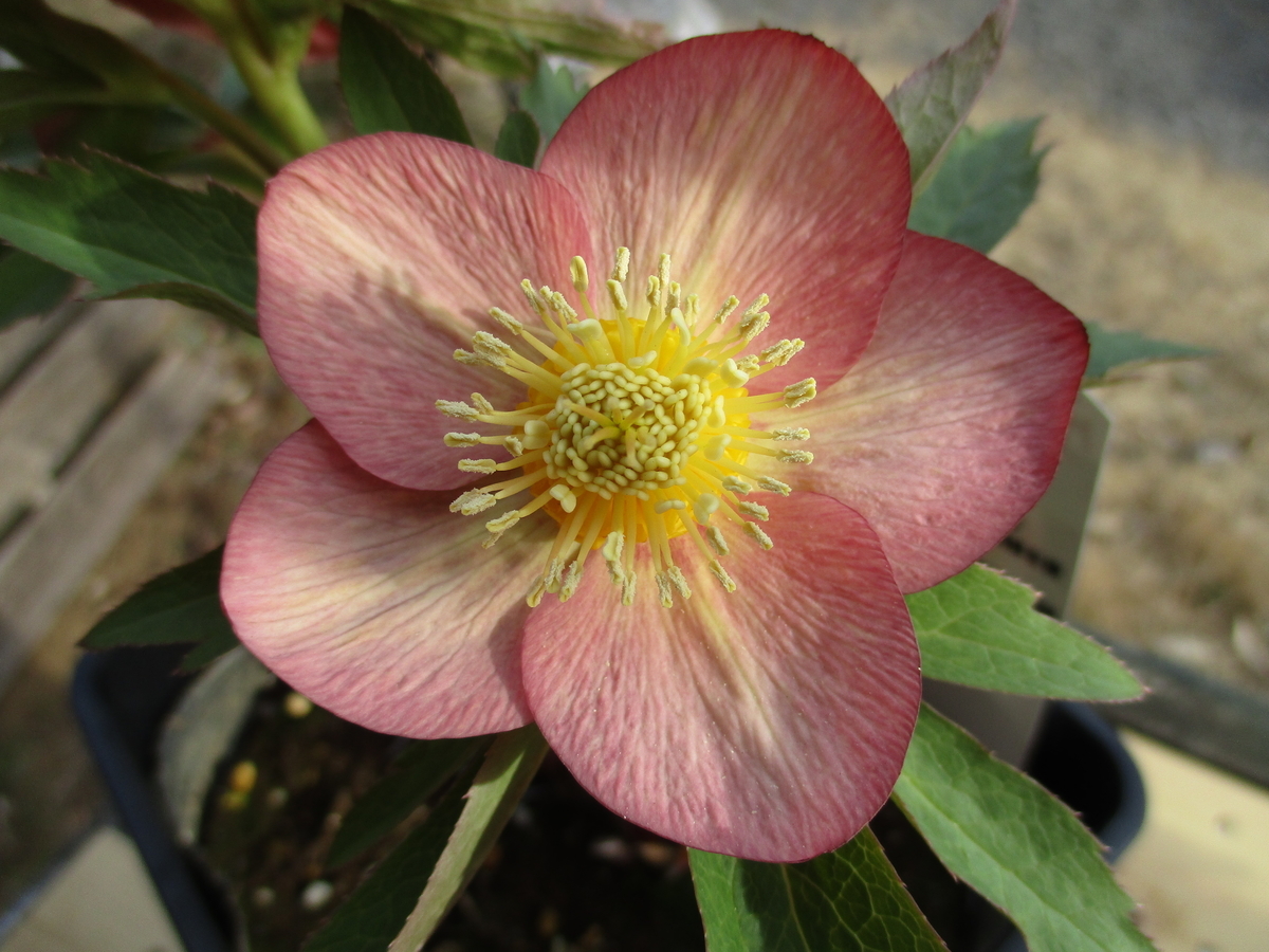 クリスマスローズ（2） - まつこの庭