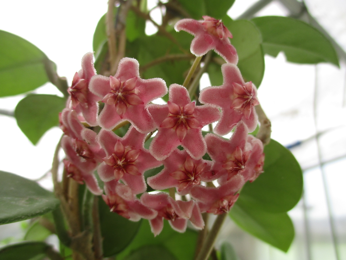 ホヤの花が咲き始めました ❣❣ - まつこの庭
