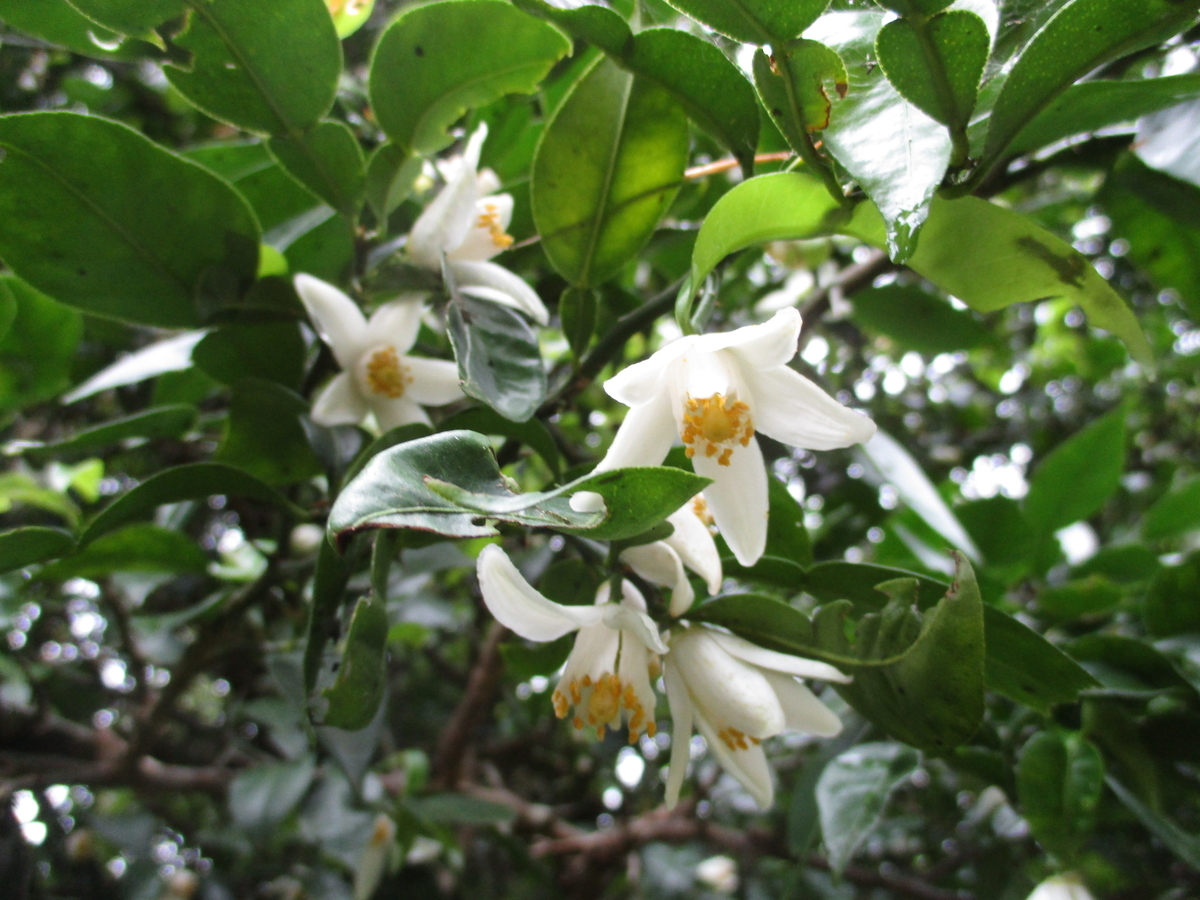 ユズの花と木の実 まつこの庭