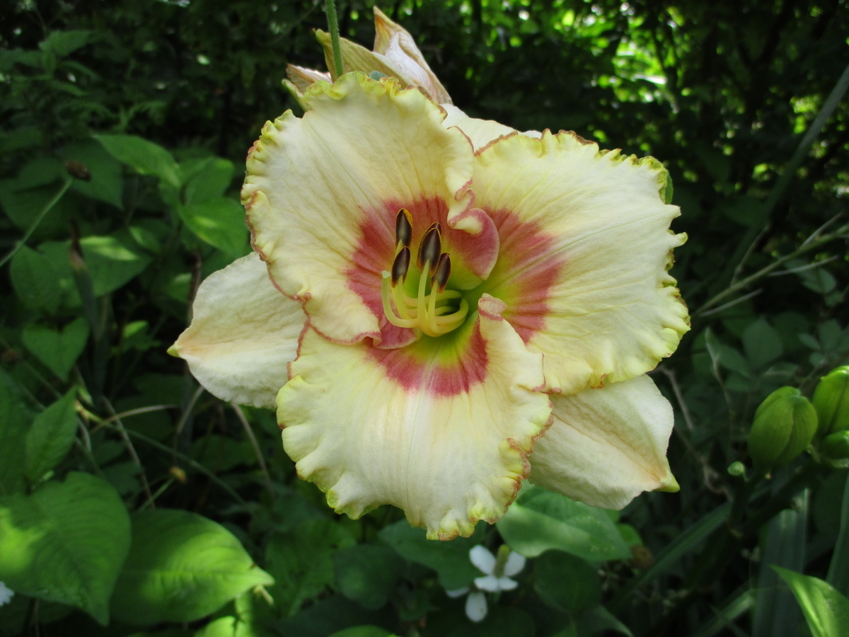 初夏の花 3 まつこの庭 初夏の花 3 まつこの庭