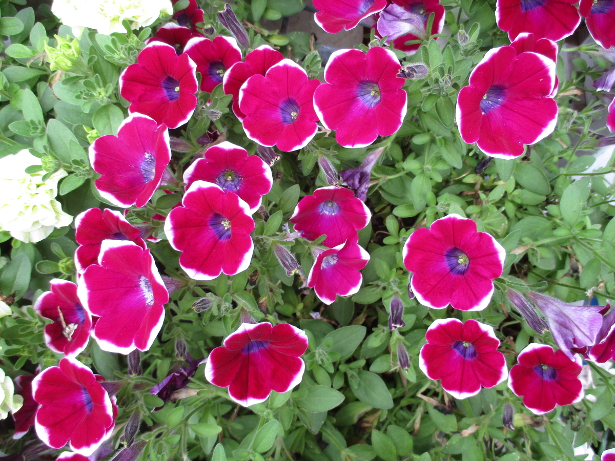 玄関前のペチュニアの花 まつこの庭