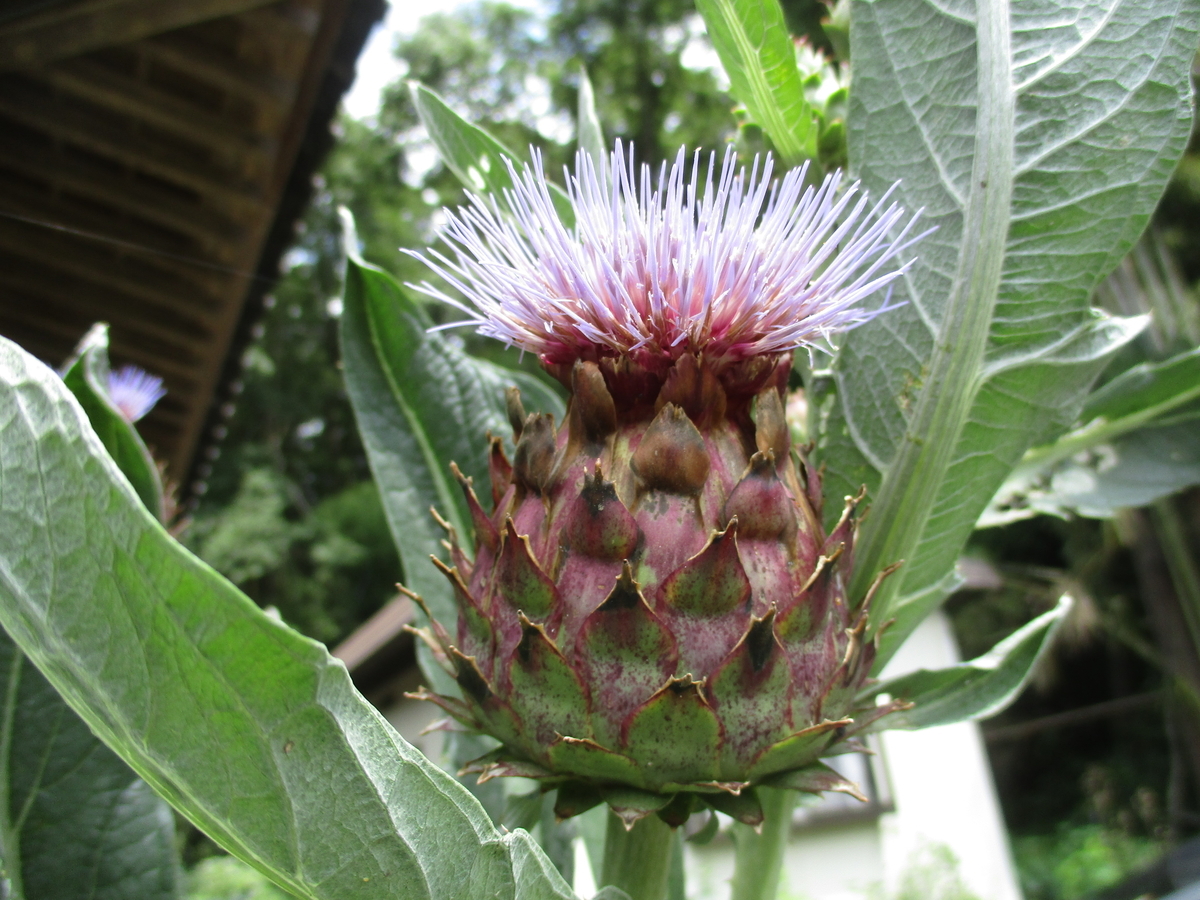 ココフラワーとアーティチョークの横型スワッグ うだるような暑さの中、ひとときの清涼感を感じる北池周辺ではアーティチョークの花が咲き始めました💜  アザミを巨大にしたような姿から、和名ではチョウセンアザミとも呼ばれています。 お隣のチョウキンレンも、元気に ..., image size:1200x900