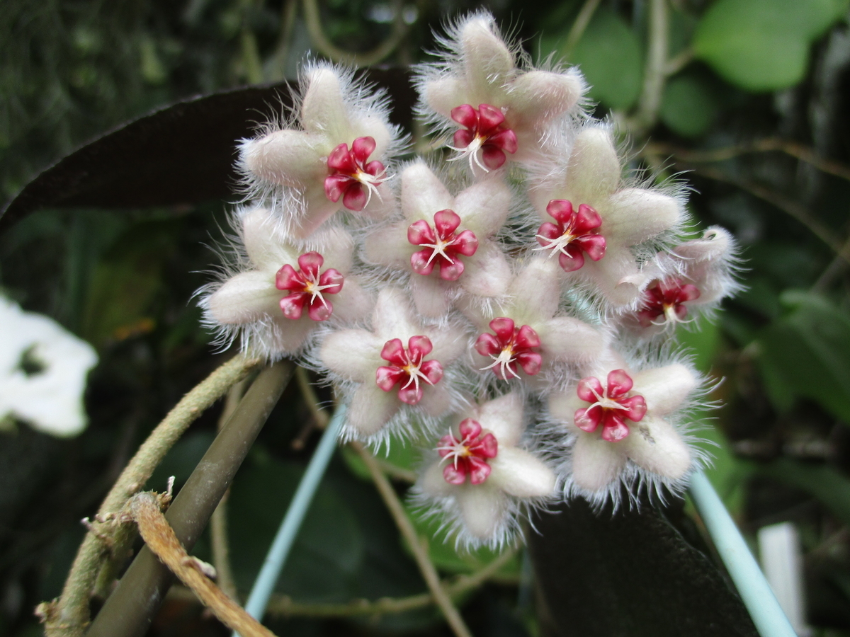 ホヤ　カウダータ ホヤ・カウダータ - まつこの庭