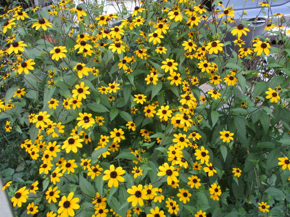 夏に咲く黄色の花 まつこの庭