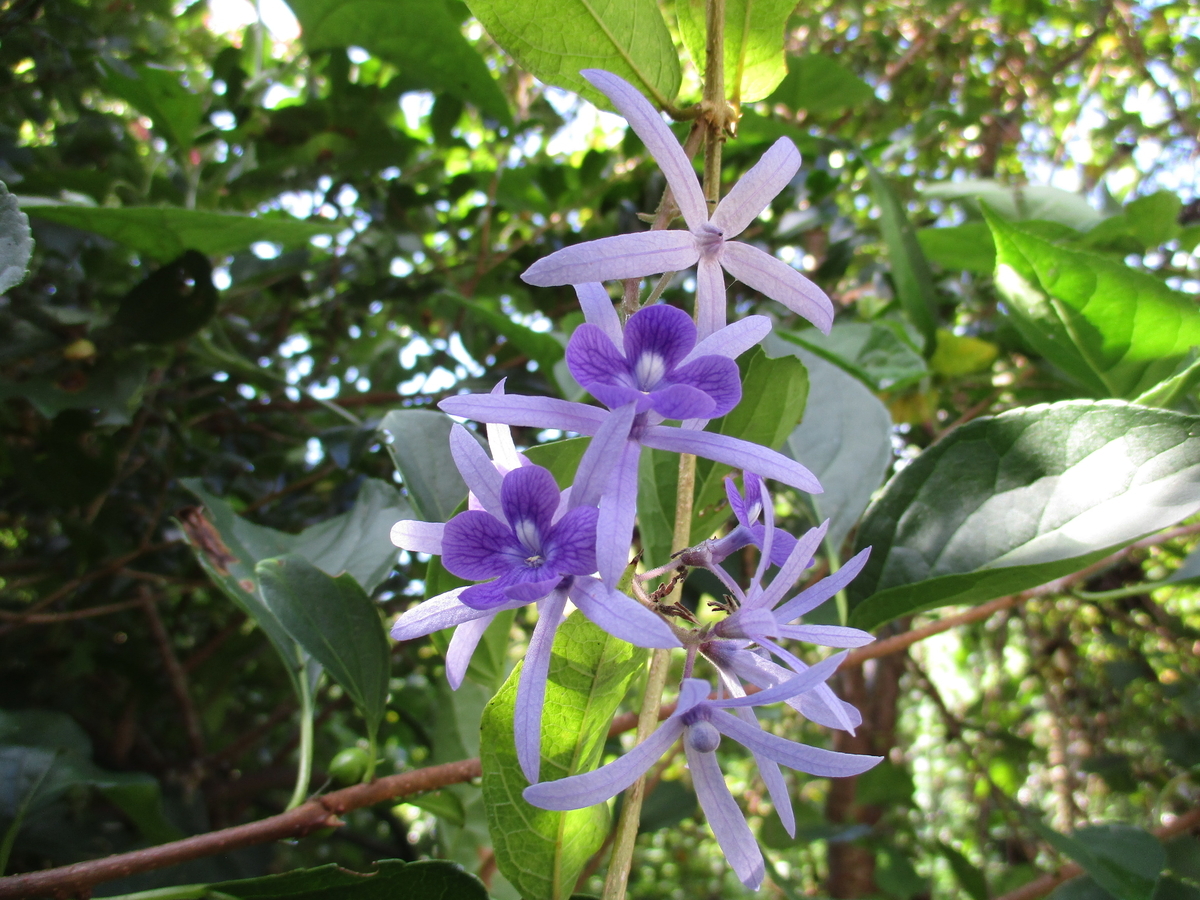ペトレアの花が咲いた❣❣ - まつこの庭