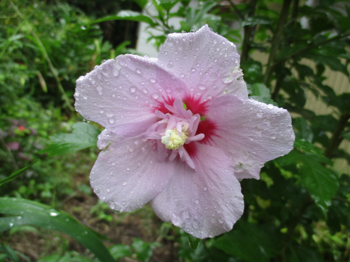 ムクゲの花とその仲間 まつこの庭